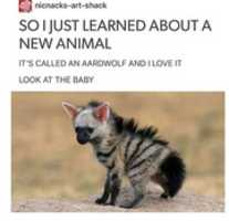 Free picture Aarddwolf pictures to be edited by GIMP online free image editor by OffiDocs